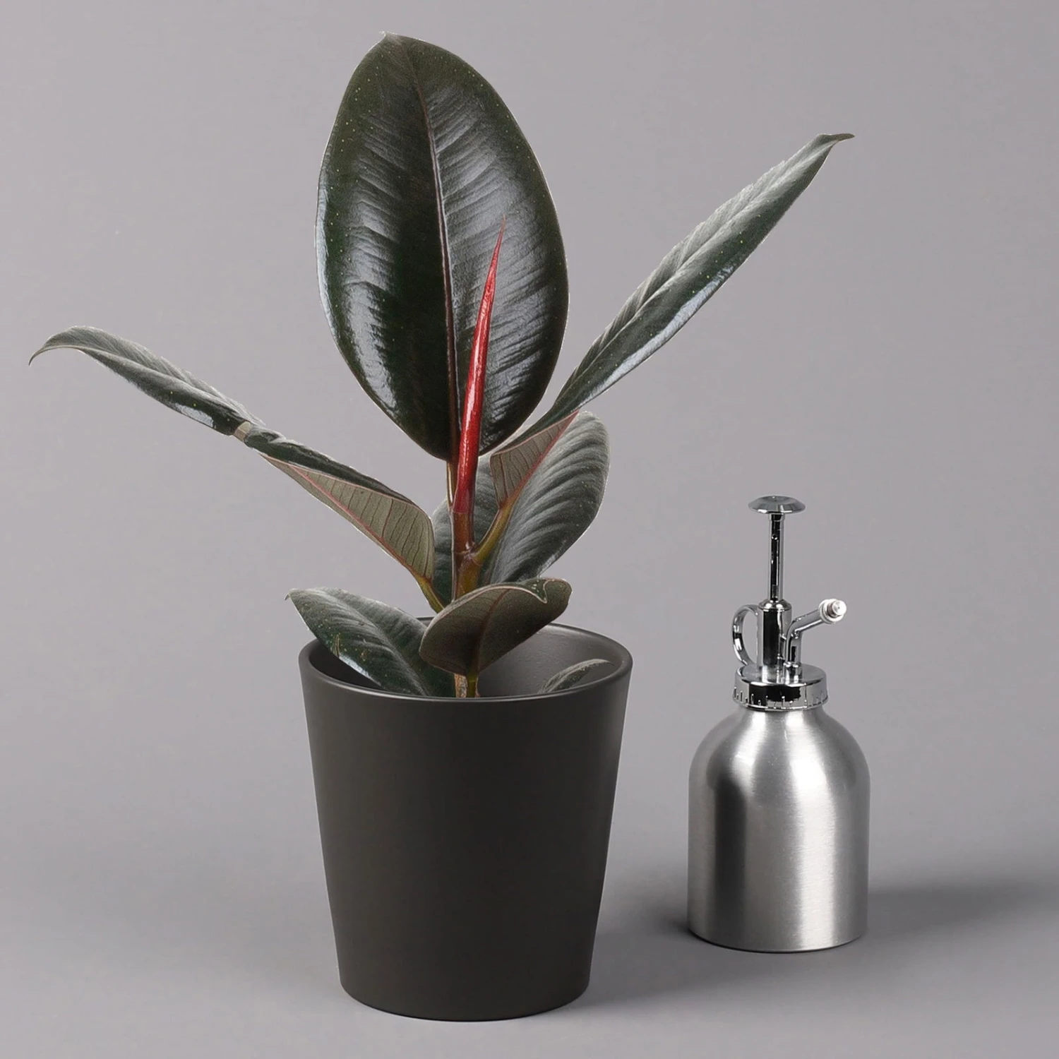 Gummibaum 'Robusta' In Topf Anthrazit, Topf-Ø 12cm, Höhe Ca. 40-45 Cm, 2er-Set 4 Gummibaum 'Robusta' In Topf Anthrazit, Topf-Ø 12cm, Höhe Ca. 40-45 Cm, 2er-Set – Bild 4