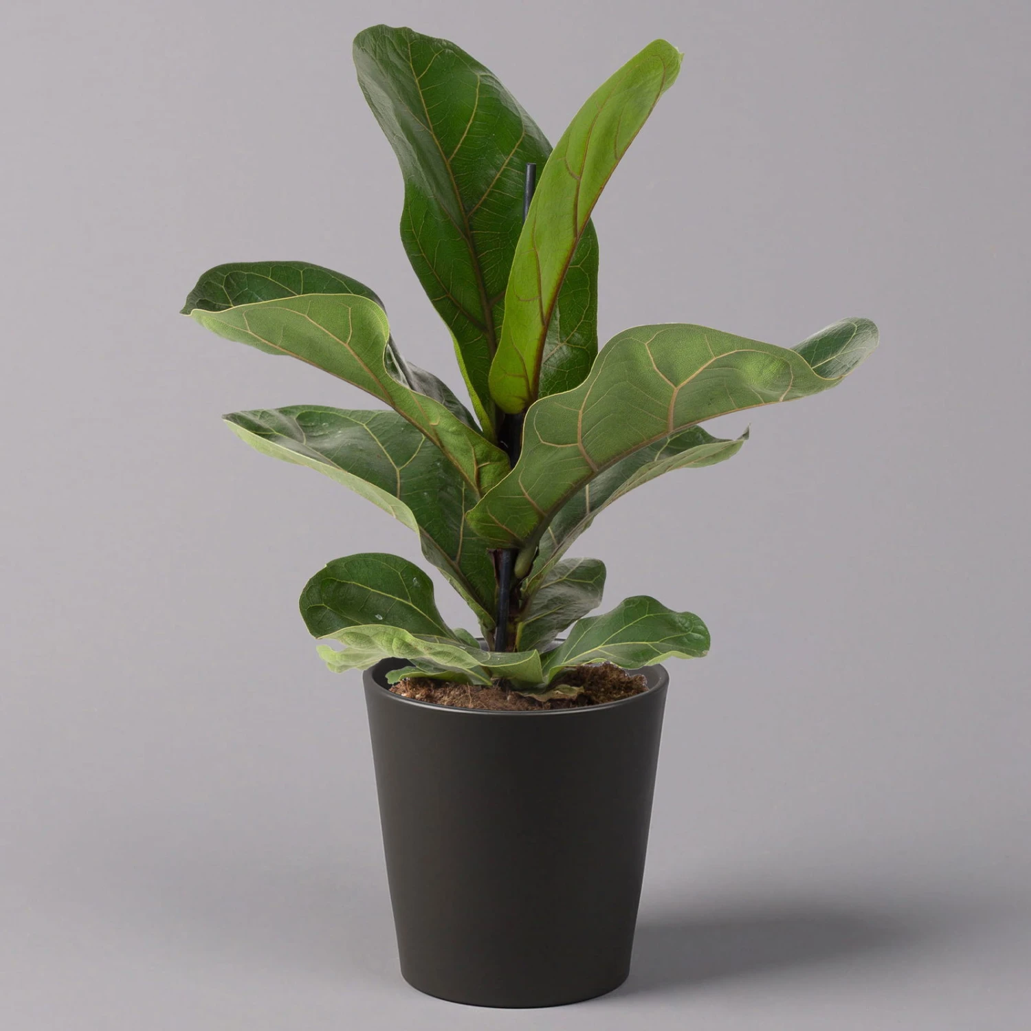 Geigenfeige 'Bambino'', Topf-Ø 12cm, Mit Übertopf Dallas Anthrazit, 3er-Set 2 Geigenfeige 'Bambino'', Topf-Ø 12cm, Mit Übertopf Dallas Anthrazit, 3er-Set – Bild 2