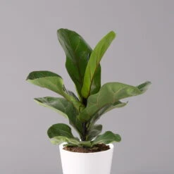 Geigenfeige 'Bambino', Topf-Ø 12 Cm, Mit Übertopf Weiß, Höhe Ca. 30 Cm, 3er-Set -Biohort Gartenarbeit Geschaft 0223300041 Ficus lyr Bambino im Topf Dallas weiss 2