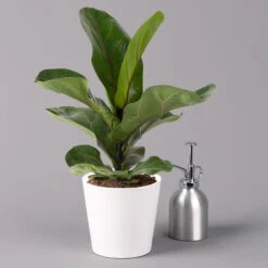 Geigenfeige 'Bambino', Topf-Ø 12 Cm, Mit Übertopf Weiß, Höhe Ca. 30 Cm, 3er-Set -Biohort Gartenarbeit Geschaft 0223300041 Ficus lyr Bambino im Topf Dallas weiss 3
