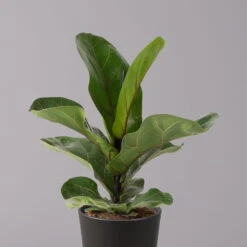 Geigenfeige 'Bambino'', Topf-Ø 12cm, Mit Übertopf Dallas Anthrazit, 2er-Set -Biohort Gartenarbeit Geschaft 0223300044 Ficus lyr Bambino im Topf Dallas anthr 2