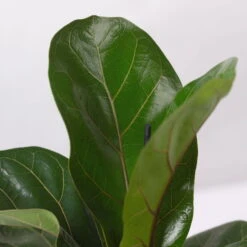 Geigenfeige 'Bambino'', Topf-Ø 12cm, Mit Übertopf Dallas Anthrazit, 2er-Set -Biohort Gartenarbeit Geschaft 0223300044 Ficus lyr Bambino im Topf Dallas anthr 4