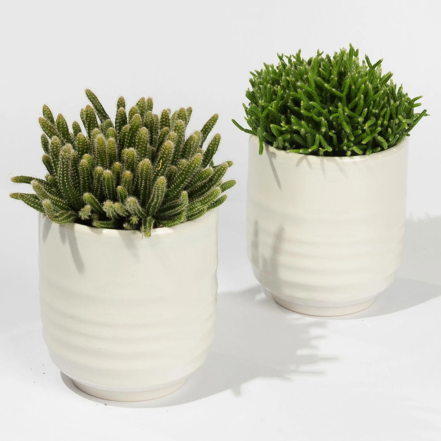 Rhipsalis In Dekotopf 'Wavy', Topf-Ø 9 Cm, 2er-Set 1 Rhipsalis In Dekotopf 'Wavy', Topf-Ø 9 Cm, 2er-Set