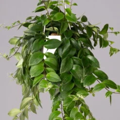 Panaschierte Schamblume, In Blumenampel, Topf-Ø 14 Cm, Höhe Ca. 30 Cm -Biohort Gartenarbeit Geschaft 0230100137 Aeschynanthus variegata 1 1 117817