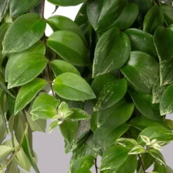 Panaschierte Schamblume, In Blumenampel, Topf-Ø 14 Cm, Höhe Ca. 30 Cm -Biohort Gartenarbeit Geschaft 0230100137 Aeschynanthus variegata 1 3 117818