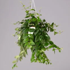 Panaschierte Schamblume, In Blumenampel, Topf-Ø 14 Cm, Höhe Ca. 30 Cm