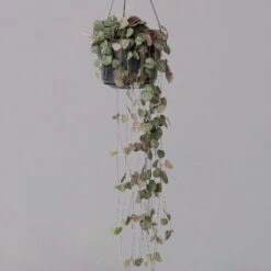 Leuchterblume In Blumenampel, Topf-Ø 14 Cm