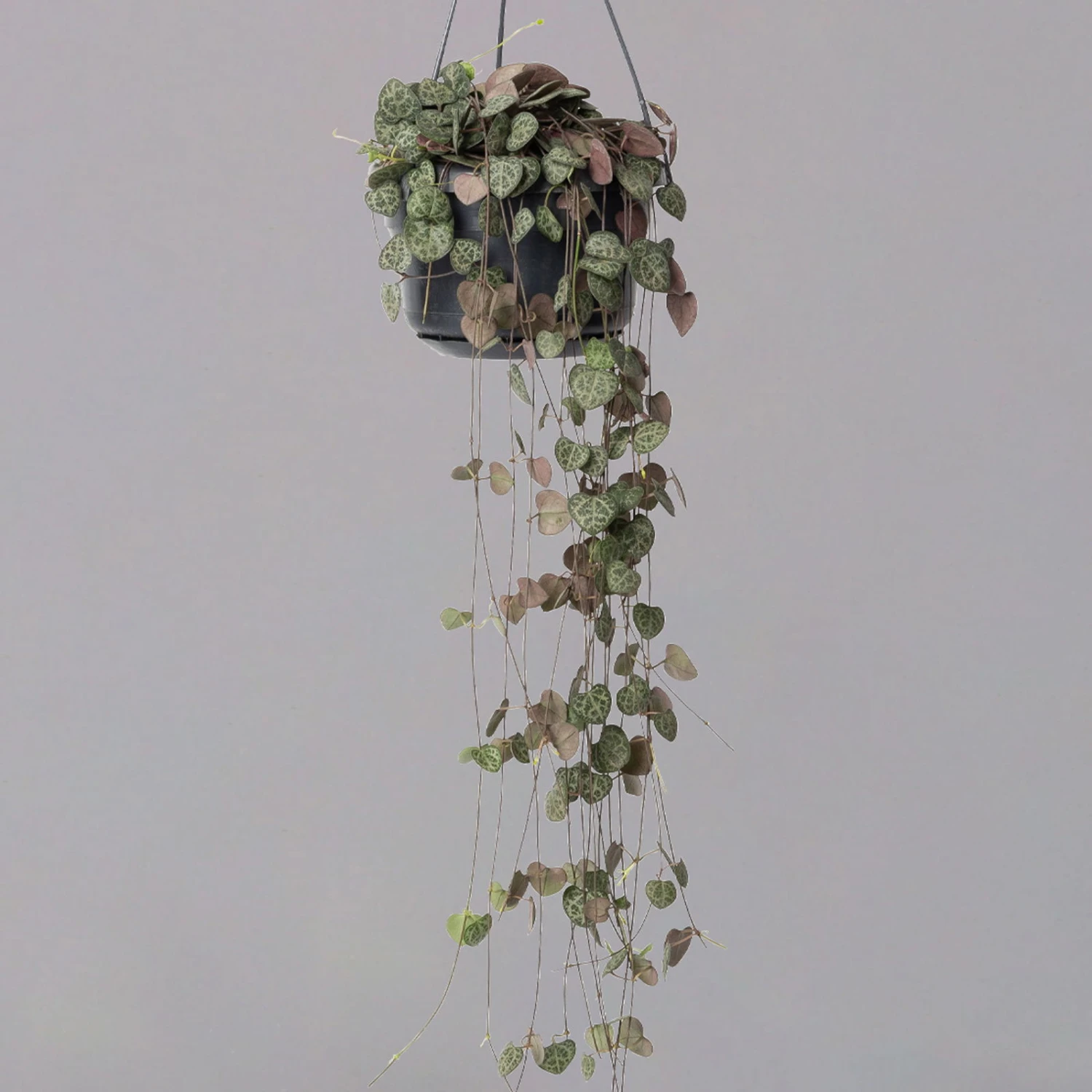 Leuchterblume In Blumenampel, Topf-Ø 14 Cm 1 Leuchterblume In Blumenampel, Topf-Ø 14 Cm