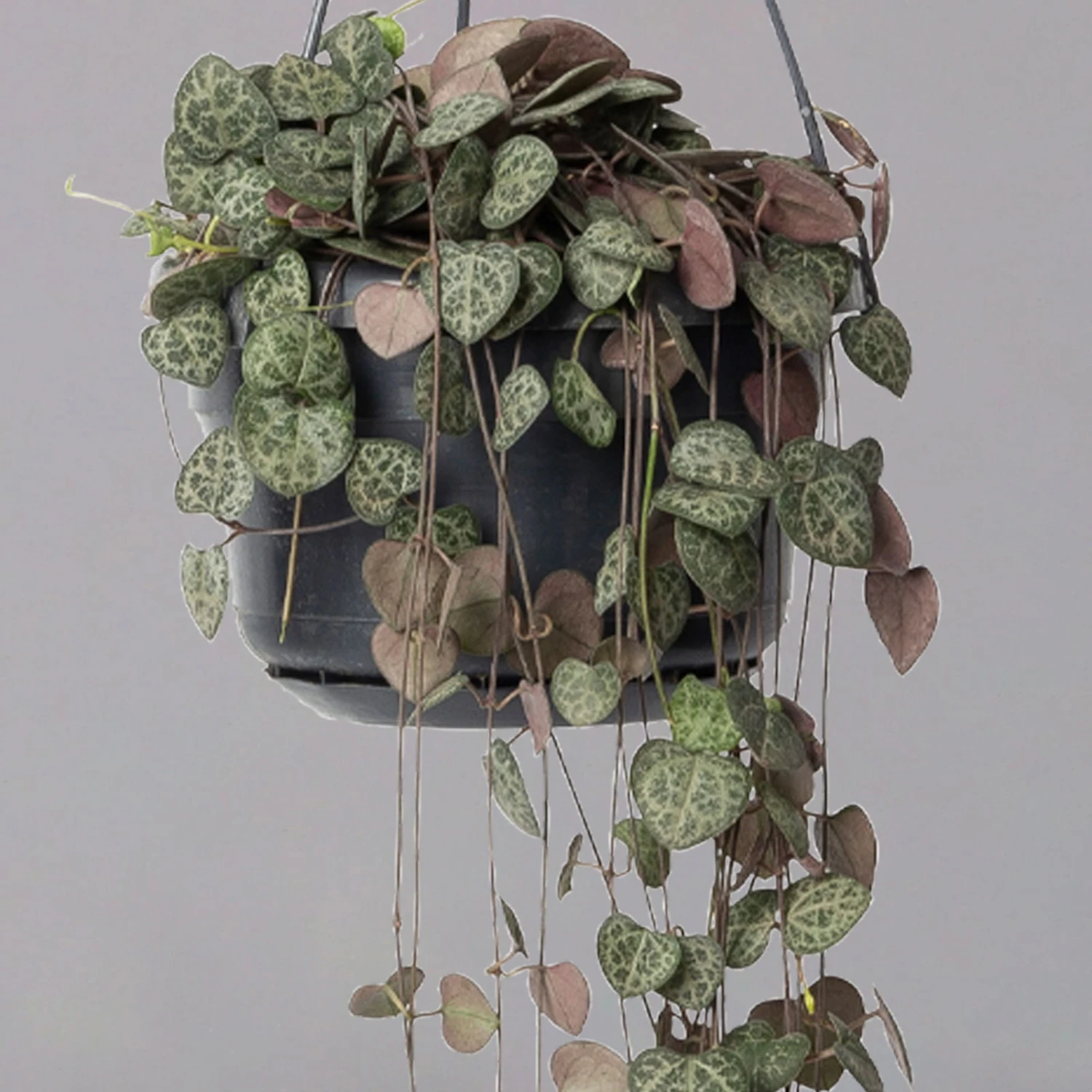 Leuchterblume In Blumenampel, Topf-Ø 14 Cm 2 Leuchterblume In Blumenampel, Topf-Ø 14 Cm – Bild 2