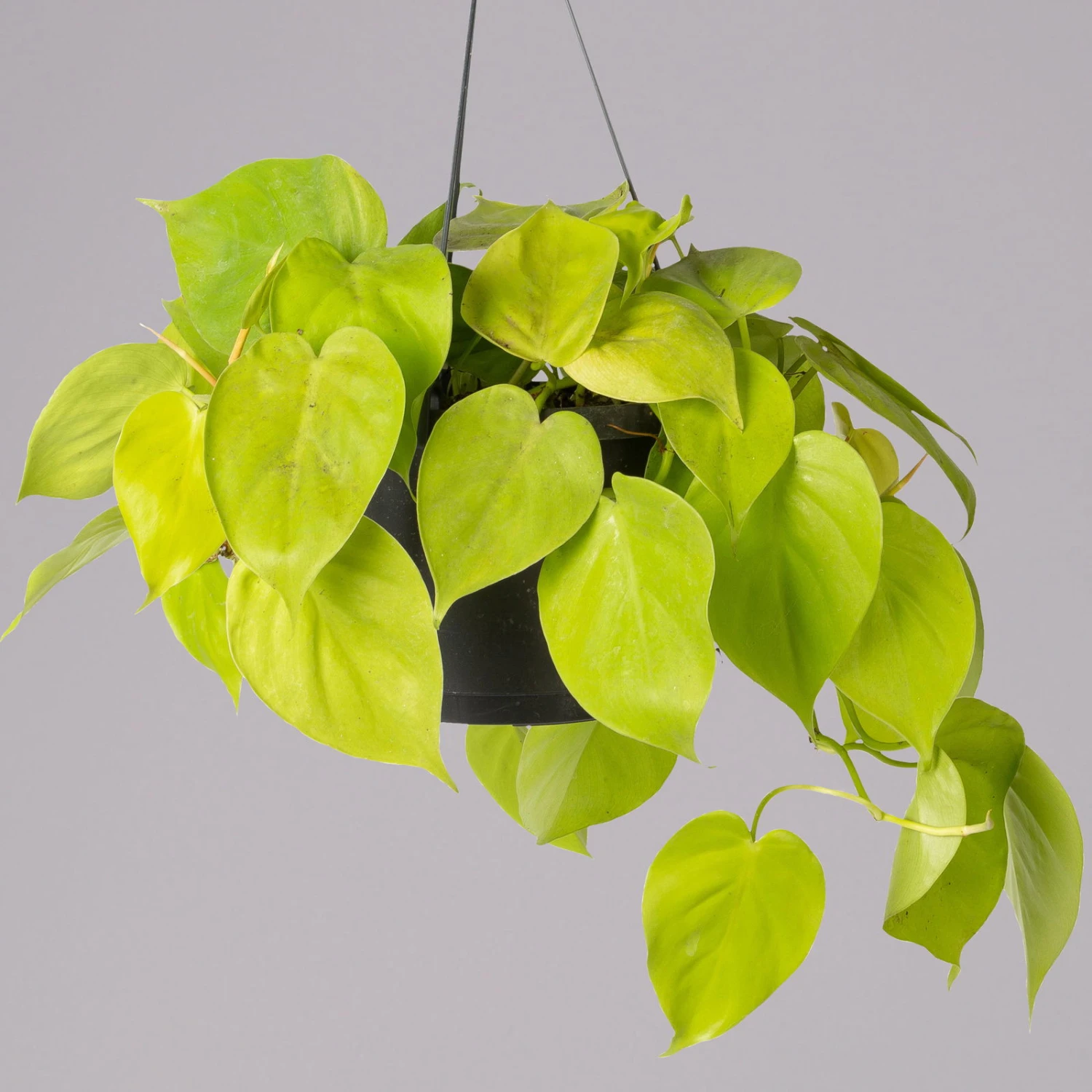 Philodendron 'Lemon Lime' In Blumenampel, Topf-Ø 17 Cm, Höhe Ca. 30 Cm 1 Philodendron 'Lemon Lime' In Blumenampel, Topf-Ø 17 Cm, Höhe Ca. 30 Cm