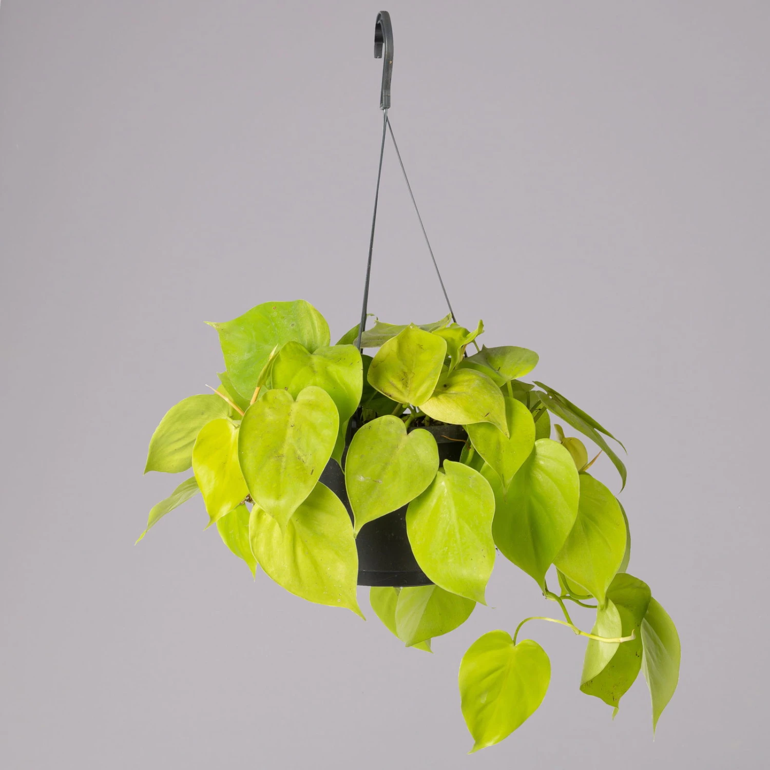 Philodendron 'Lemon Lime' In Blumenampel, Topf-Ø 17 Cm, Höhe Ca. 30 Cm 2 Philodendron 'Lemon Lime' In Blumenampel, Topf-Ø 17 Cm, Höhe Ca. 30 Cm – Bild 2