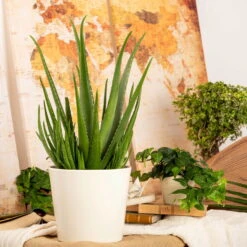 Aloe Vera, Topf-Ø 25 Cm, Höhe Ca. 55 Cm -Biohort Gartenarbeit Geschaft 025010 Aloe vera1