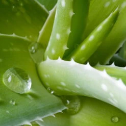 Aloe Vera, Topf-Ø 25 Cm, Höhe Ca. 55 Cm -Biohort Gartenarbeit Geschaft 0250102346 0250100086 0250102044 0250102126 0250102250 Aloe vera