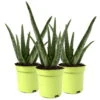 Aloe Vera, Topf-Ø 10,5 Cm, Höhe Ca. 25 Cm, 3er-Set