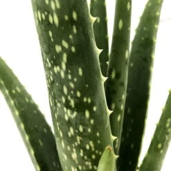 Aloe Vera, Topf-Ø 10,5 Cm, Höhe Ca. 25 Cm, 3er-Set -Biohort Gartenarbeit Geschaft 0250102712 3er Set Aloe vera 105er Topf ca 25cm 2
