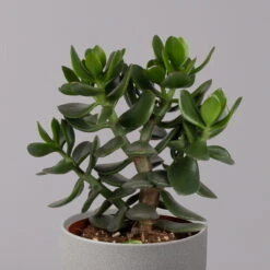 Geldbaum, Verschiedene Formen, Topf-Ø 12 Cm, Höhe Ca. 20 Cm, 3er-Set -Biohort Gartenarbeit Geschaft 0250103046 Crassula ovata Sorte nach Verfuegbarkeit 10