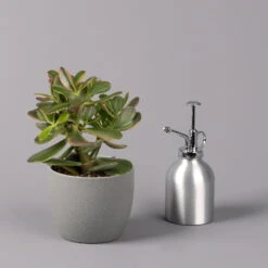 Geldbaum, Verschiedene Formen, Topf-Ø 12 Cm, Höhe Ca. 20 Cm, 3er-Set -Biohort Gartenarbeit Geschaft 0250103046 Crassula ovata Sorte nach Verfuegbarkeit 11