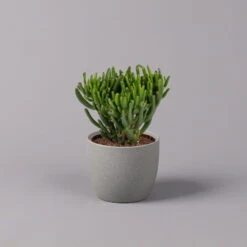 Biohort Gartenarbeit Geschaft -Biohort Gartenarbeit Geschaft 0250103046 Crassula ovata Sorte nach Verfuegbarkeit 2