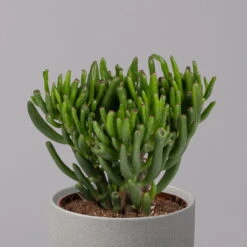 Geldbaum, Verschiedene Formen, Topf-Ø 12 Cm, Höhe Ca. 20 Cm, 3er-Set -Biohort Gartenarbeit Geschaft 0250103046 Crassula ovata Sorte nach Verfuegbarkeit 3