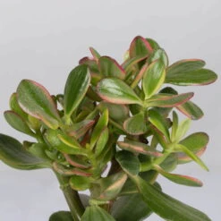 Geldbaum, Verschiedene Formen, Topf-Ø 12 Cm, Höhe Ca. 20 Cm, 3er-Set -Biohort Gartenarbeit Geschaft 0250103046 Crassula ovata Sorte nach Verfuegbarkeit 6 1