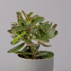 Geldbaum, Verschiedene Formen, Topf-Ø 12 Cm, Höhe Ca. 20 Cm, 3er-Set -Biohort Gartenarbeit Geschaft 0250103046 Crassula ovata Sorte nach Verfuegbarkeit 8