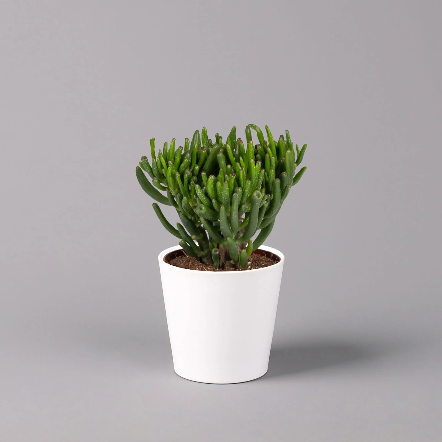 Geldbaum In Keramiktopf Dallas Weiß, Verschiedene Formen, Topf-Ø 12cm, 3er-Set 2 Geldbaum In Keramiktopf Dallas Weiß, Verschiedene Formen, Topf-Ø 12cm, 3er-Set – Bild 2