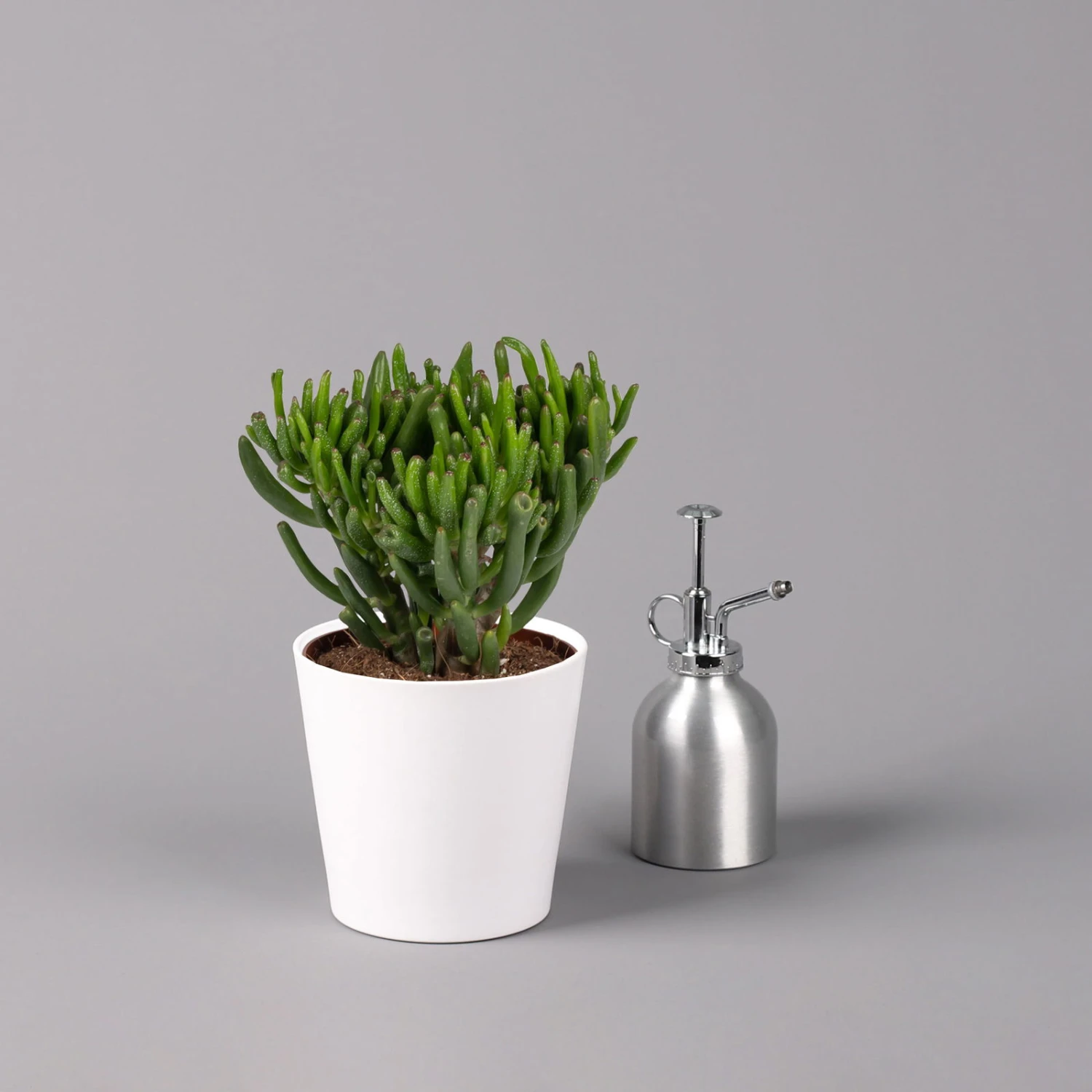 Geldbaum In Keramiktopf Dallas Weiß, Verschiedene Formen, Topf-Ø 12cm, 3er-Set 4 Geldbaum In Keramiktopf Dallas Weiß, Verschiedene Formen, Topf-Ø 12cm, 3er-Set – Bild 4