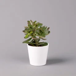 Geldbaum In Keramiktopf Dallas Weiß, Verschiedene Formen, Topf-Ø 12cm, 3er-Set 20 Geldbaum In Keramiktopf Dallas Weiß, Verschiedene Formen, Topf-Ø 12cm, 3er-Set -Biohort Gartenarbeit Geschaft 0250103047 Crassula ov Dallas weiss 3er Set 5