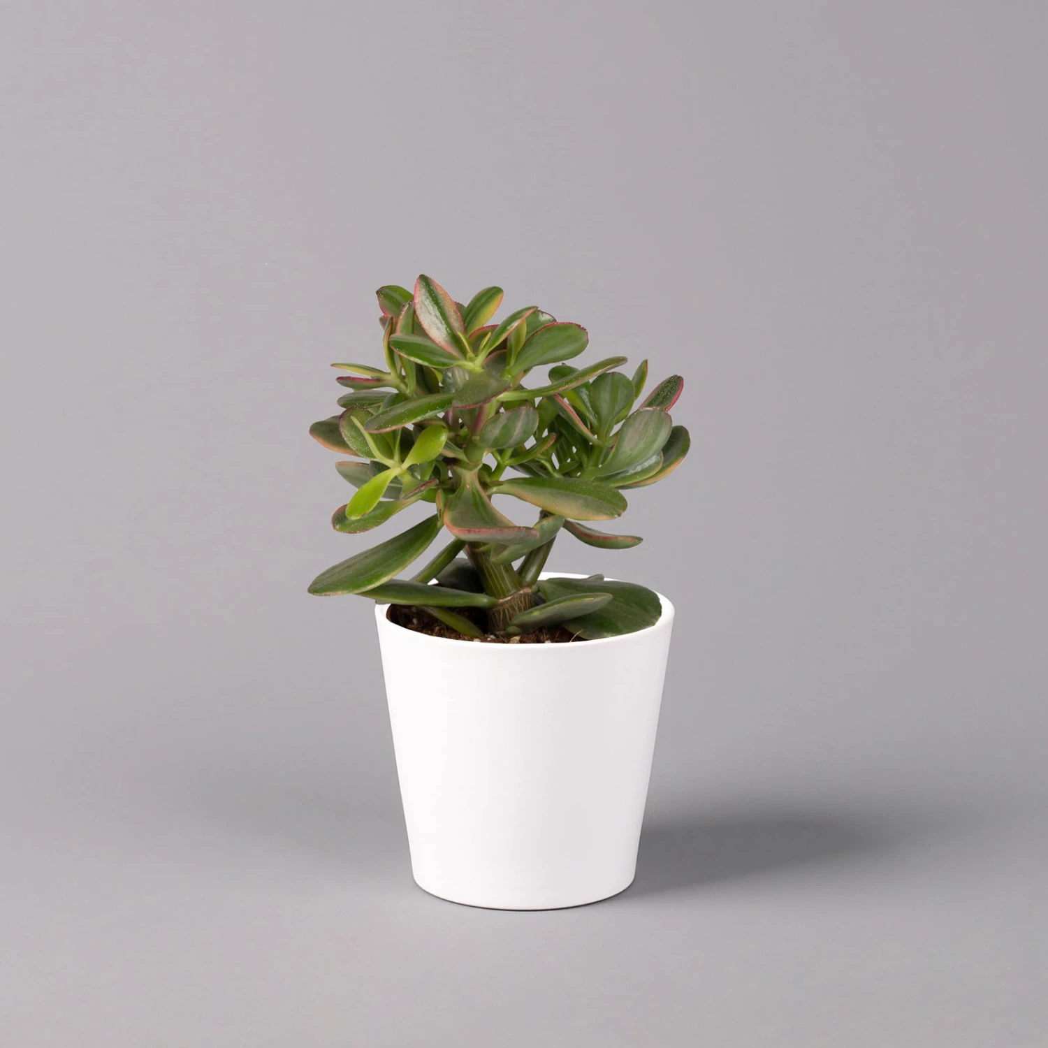 Geldbaum In Keramiktopf Dallas Weiß, Verschiedene Formen, Topf-Ø 12cm, 3er-Set 6 Geldbaum In Keramiktopf Dallas Weiß, Verschiedene Formen, Topf-Ø 12cm, 3er-Set – Bild 6