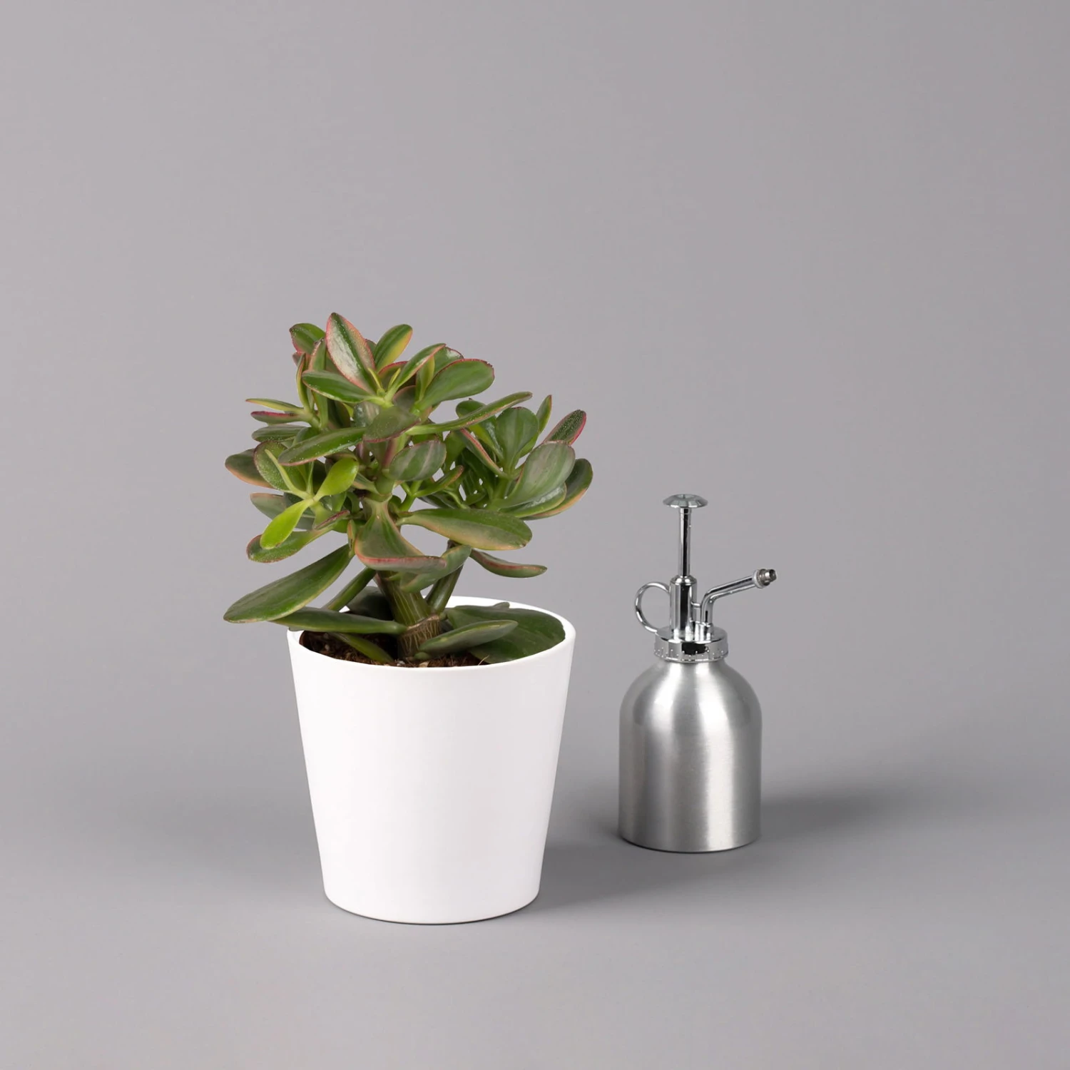 Geldbaum In Keramiktopf Dallas Weiß, Verschiedene Formen, Topf-Ø 12cm, 3er-Set 8 Geldbaum In Keramiktopf Dallas Weiß, Verschiedene Formen, Topf-Ø 12cm, 3er-Set – Bild 8