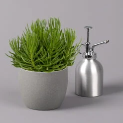 Senecio, Verschiedene Arten Nach Verfügbarkeit, Topf-Ø 12 Cm, 3er-Set -Biohort Gartenarbeit Geschaft 0250103089 Senecio Mix 12cm 3er Set 3