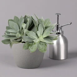 Senecio, Verschiedene Arten Nach Verfügbarkeit, Topf-Ø 12 Cm, 3er-Set -Biohort Gartenarbeit Geschaft 0250103089 Senecio Mix 12cm 3er Set 5