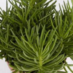 Senecio, Verschiedene Arten Nach Verfügbarkeit, Topf-Ø 12 Cm, 3er-Set -Biohort Gartenarbeit Geschaft 0250103089 Senecio Mix 3er Set 3