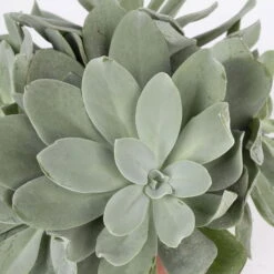 Senecio, Verschiedene Arten Nach Verfügbarkeit, Topf-Ø 12 Cm, 3er-Set -Biohort Gartenarbeit Geschaft 0250103089 Senecio Mix 3er Set 6