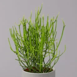 Bleistiftstrauch, Topf-Ø 13 Cm, Höhe Ca. 28 Cm, 2er-Set -Biohort Gartenarbeit Geschaft 0250103247 Euphorbia tirucalli 13cm 2er Set 3