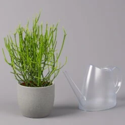 Bleistiftstrauch, Topf-Ø 13 Cm, Höhe Ca. 28 Cm, 2er-Set -Biohort Gartenarbeit Geschaft 0250103247 Euphorbia tirucalli 13cm 2er Set 4