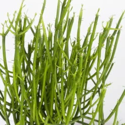 Bleistiftstrauch, Topf-Ø 13 Cm, Höhe Ca. 28 Cm, 2er-Set -Biohort Gartenarbeit Geschaft 0250103247 Euphorbia tirucalli 2er Set 2