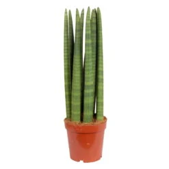 Bogenhanf 'Straight', Topf-Ø 17 Cm, Höhe Ca. 60 Cm -Biohort Gartenarbeit Geschaft 0250200079 Sansevieria cylindrica Straight 17 cm Topf Hoehe 60 cm
