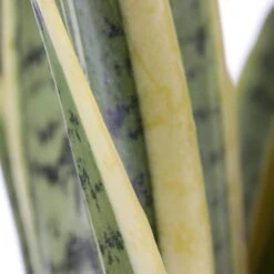 Bogenhanf, Topf-Ø 21 Cm, Höhe Ca. 80 Cm -Biohort Gartenarbeit Geschaft 0250200546 Sansevieria Trifasciata Laurentii
