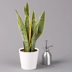 Bogenhanf In Keramiktopf Dallas Weiß, Topf-Ø 12 Cm, Höhe Ca. 35-45cm -Biohort Gartenarbeit Geschaft 0250200713 Sansev Laurentii Dallas weiss 3