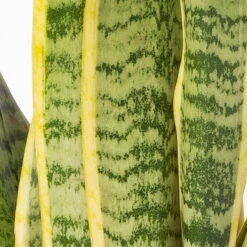 Bogenhanf In Keramiktopf Dallas Weiß, Topf-Ø 12 Cm, Höhe Ca. 35-45cm -Biohort Gartenarbeit Geschaft 0250200713 Sansev Laurentii Dallas weiss 4