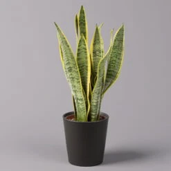 Biohort Gartenarbeit Geschaft -Biohort Gartenarbeit Geschaft 0250200718 Sansev Laurentii Dallas anthrazit 1