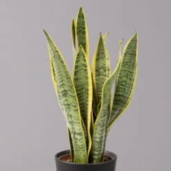 Bogenhanf In Keramiktopf Anthrazit, Topf-Ø 12 Cm, Höhe Ca. 35-45 Cm, 3er-Set -Biohort Gartenarbeit Geschaft 0250200718 Sansev Laurentii Dallas anthrazit 2