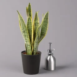 Bogenhanf In Keramiktopf Anthrazit, Topf-Ø 12 Cm, Höhe Ca. 35-45 Cm, 3er-Set -Biohort Gartenarbeit Geschaft 0250200718 Sansev Laurentii Dallas anthrazit 3