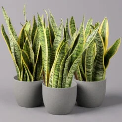 Bogenhanf, Topf-Ø 12 Cm, Höhe Ca. 35-45cm, 3er-Set