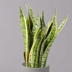 Bogenhanf, Topf-Ø 12 Cm, Höhe Ca. 35-45cm, 3er-Set -Biohort Gartenarbeit Geschaft 0250200720 Sansevieria trifasciata Laurentii T12 3er Set 3