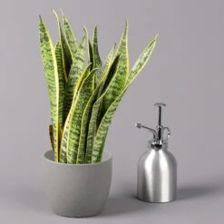 Bogenhanf, Topf-Ø 12 Cm, Höhe Ca. 35-45cm, 3er-Set -Biohort Gartenarbeit Geschaft 0250200720 Sansevieria trifasciata Laurentii T12 3er Set 4