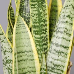 Bogenhanf, Topf-Ø 12 Cm, Höhe Ca. 35-45cm, 3er-Set -Biohort Gartenarbeit Geschaft 0250200720 Sansevieria trifasciata Laurentii T12 3er Set 1