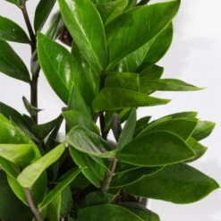 Glücksfeder In Keramiktopf Dallas Weiß, Topf-Ø 12 Cm, 2er-Set -Biohort Gartenarbeit Geschaft 0250300101 Zamioculcas 2er Set Dallas weiss 2