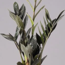 Glücksfeder 'Raven', Schwarz, Topf-Ø 14 Cm, Höhe Ca. 45 Cm -Biohort Gartenarbeit Geschaft 0250300121 Zamioculcas Raven T14 12 117760